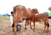 Photo of दुग्ध उत्पादों पर बढ़ता संकट-भारत की खाद्य सुरक्षा के लिए गंभीर चुनौती