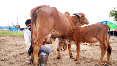 Photo of दुग्ध उत्पादों पर बढ़ता संकट-भारत की खाद्य सुरक्षा के लिए गंभीर चुनौती