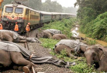 Photo of विकास की पटरी पर कुचला वन्यजीवन