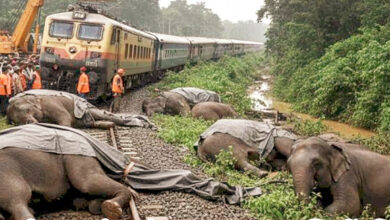 Photo of विकास की पटरी पर कुचला वन्यजीवन