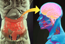 Photo of स्वस्थ मस्तिष्क, स्वस्थ शरीर: अटूट कनेक्शन