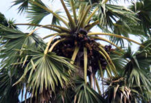 Photo of किस पेड़ को हज़ार उपयोगों का वृक्ष कहा जाता है?