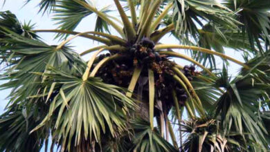 Photo of किस पेड़ को हज़ार उपयोगों का वृक्ष कहा जाता है?