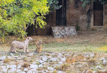 Photo of जयपुर शहर के बीच जंगल, रोमांच और भय का अनोखा संगम