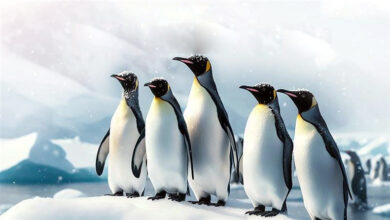Photo of समुद्री जीवन के रक्षक: राष्ट्रीय पेंगुइन दिवस का महत्व