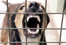 Photo of वीवीआईपी एड्रेसेस सोसाइटी में आवारा कुत्तों का बढ़ता आतंक निवासियों की तत्काल कार्रवाई की मांग