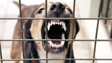 Photo of वीवीआईपी एड्रेसेस सोसाइटी में आवारा कुत्तों का बढ़ता आतंक निवासियों की तत्काल कार्रवाई की मांग