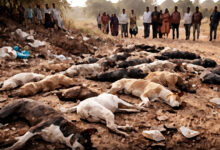 Photo of बेजुबानों पर जुल्म और सभ्यता की कसौटी