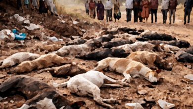 Photo of बेजुबानों पर जुल्म और सभ्यता की कसौटी