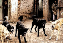 Photo of रेबीज से होने वाली मौतों को रोकने के लिए कड़ी कार्रवाई की जरुरत है