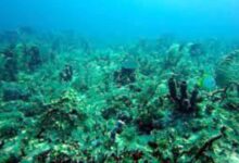 Photo of सूर्य का प्रकाश नहीं, प्रकाश संश्लेषण नहीं — तो फिर गहरा समुद्र ऑक्सीजन कैसे बना रहा है?