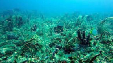 Photo of सूर्य का प्रकाश नहीं, प्रकाश संश्लेषण नहीं — तो फिर गहरा समुद्र ऑक्सीजन कैसे बना रहा है?