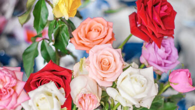 Photo of दिल की भाषा, रंगों की स्याही : गुलाब और प्यार