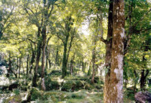 Photo of सृष्टि संतुलन के लिये वनों की पुकार सुननी होगी