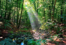 Photo of सिमटते वन और सिसकती सांसें: अब तो जागिए!