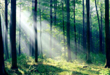 Photo of पृथ्वी पर जीवन के आधार स्तंभ हैं वन