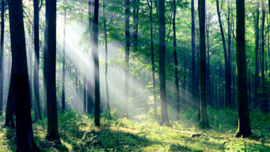 Photo of पृथ्वी पर जीवन के आधार स्तंभ हैं वन
