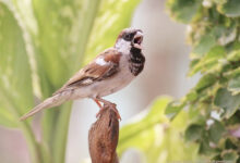 Photo of कंक्रीट के जंगलों में बेघर होती गौरैया: संरक्षण की गुहार