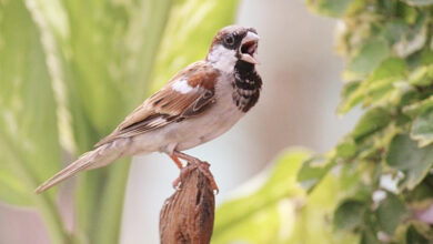 Photo of कंक्रीट के जंगलों में बेघर होती गौरैया: संरक्षण की गुहार