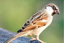 Photo of गौरैया:आंगन की चिरैया, प्रकृति की संवेदना