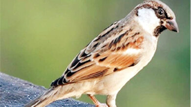 Photo of गौरैया:आंगन की चिरैया, प्रकृति की संवेदना