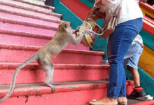 Photo of धार्मिक स्थलों को क्यों नही मिलती बंदरों से मुक्ति