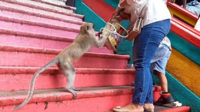Photo of धार्मिक स्थलों को क्यों नही मिलती बंदरों से मुक्ति