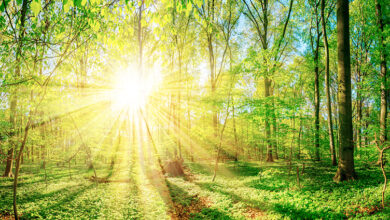 Photo of वैज्ञानिकों ने सूर्य के प्रकाश को ईंधन में बदलने का एक शक्तिशाली नया तरीका निकाला