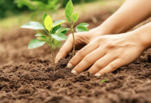 Photo of स्वच्छ पर्यावरण को व्यापक वृक्षारोपण की आवश्यकता है