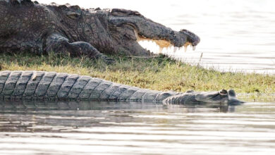 Photo of चंबल घड़ियाल अभयारण्य: पालीघाट से कोटा तक संरक्षण और पर्यटन का अनूठा संगम