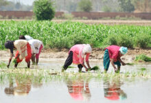 Photo of जलवायु-अनुकूल खेती : जब खेतों ने मौसम से हारना छोड़ दिया