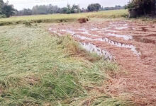 Photo of आसमानी आफ़त से तबाह खेत देख रो रहा किसान सो रही सरकार