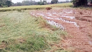 Photo of आसमानी आफ़त से तबाह खेत देख रो रहा किसान सो रही सरकार