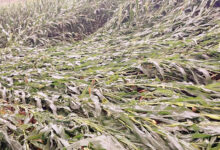 Photo of बेमौसम बारिश का कहर: किसानों की मेहनत पर प्रकृति की मार