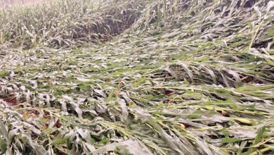 Photo of बेमौसम बारिश का कहर: किसानों की मेहनत पर प्रकृति की मार