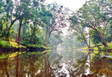 Photo of कागज पर हरा, लेकिन कितना स्वस्थ? भारत में वन डेटा पर पुनर्विचार