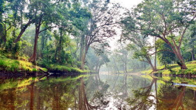 Photo of कागज पर हरा, लेकिन कितना स्वस्थ? भारत में वन डेटा पर पुनर्विचार