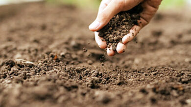 Photo of पानी को रोकने की मिट्टी की क्षमता का पता लगाना: एक वैज्ञानिक सफलता