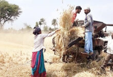 Photo of सुनहरे गेहूं की कहानी: प्राचीन रीति-रिवाजों से लेकर मशीन युग तक का एक बड़ा परिवर्तन