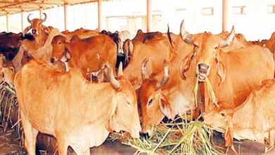 Photo of जब कृत्रिम बुद्धिमत्ता ने अनुवाद की मूक पशुओं की भाषा