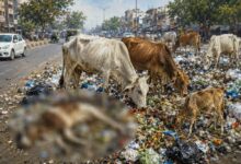 Photo of सड़कों पर दम तोड़ती गायें