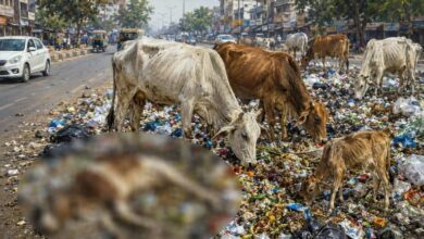 Photo of सड़कों पर दम तोड़ती गायें