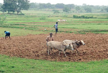 Photo of अन्न से ईंधन तक : आखिर किस दिशा में धकेली जा रही है भारतीय खेती?