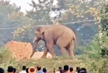 Photo of वन्यजीव नहीं, उजड़ते जंगल गांवों के दरवाज़े पर हैं