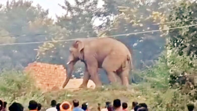 Photo of वन्यजीव नहीं, उजड़ते जंगल गांवों के दरवाज़े पर हैं