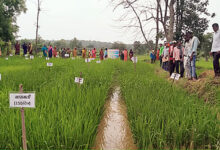Photo of हरित पुनरुद्धार की ओर बढ़ते भारत के कदम