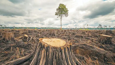 Photo of पर्यावरण का बिगड़ता स्वरुप : कब आएगी जागरूकता?