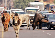 Photo of सड़कों पर बढ़ता संकट: आवारा पशु और हमारी सामूहिक जिम्मेदारी