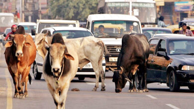 Photo of सड़कों पर बढ़ता संकट: आवारा पशु और हमारी सामूहिक जिम्मेदारी