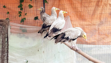 Photo of 53 संरक्षित पशु-पक्षी बरामद, 6 वन्यजीव तस्कर गिरफ्तार